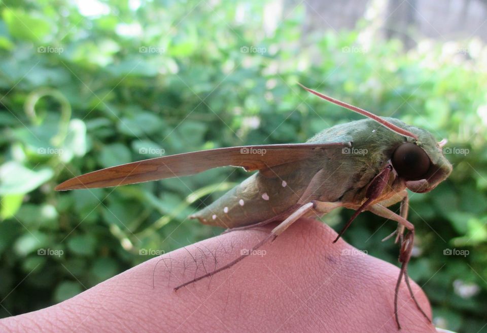 Gaudy Sphinx moth