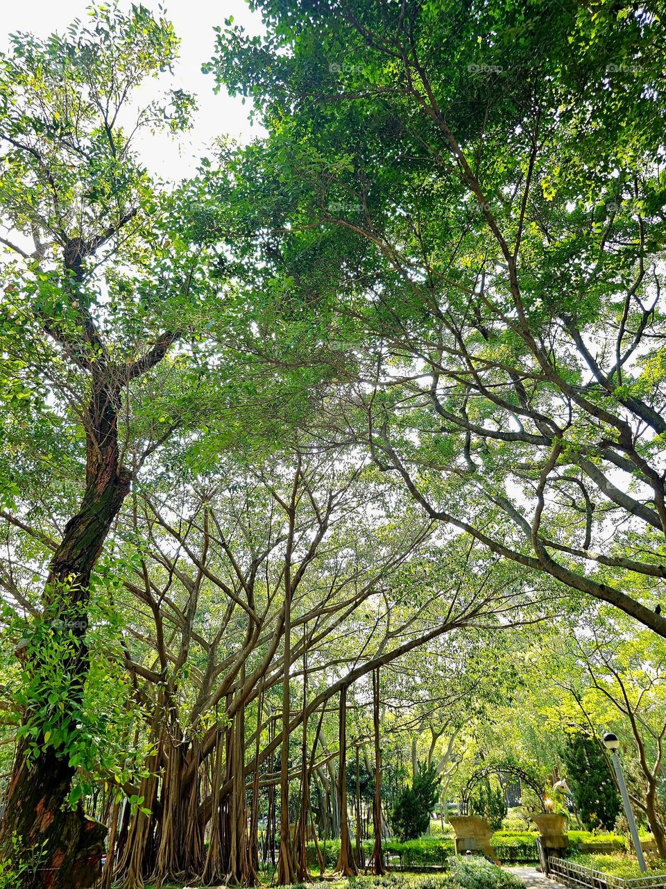 Urban plants trees