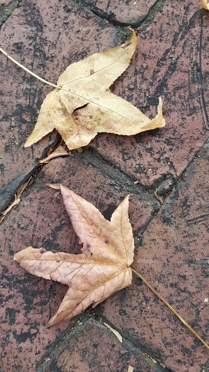 fall leaves on bricks