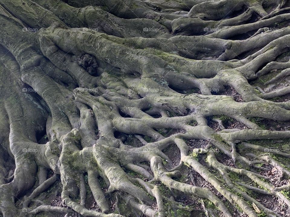 Old tree roots 