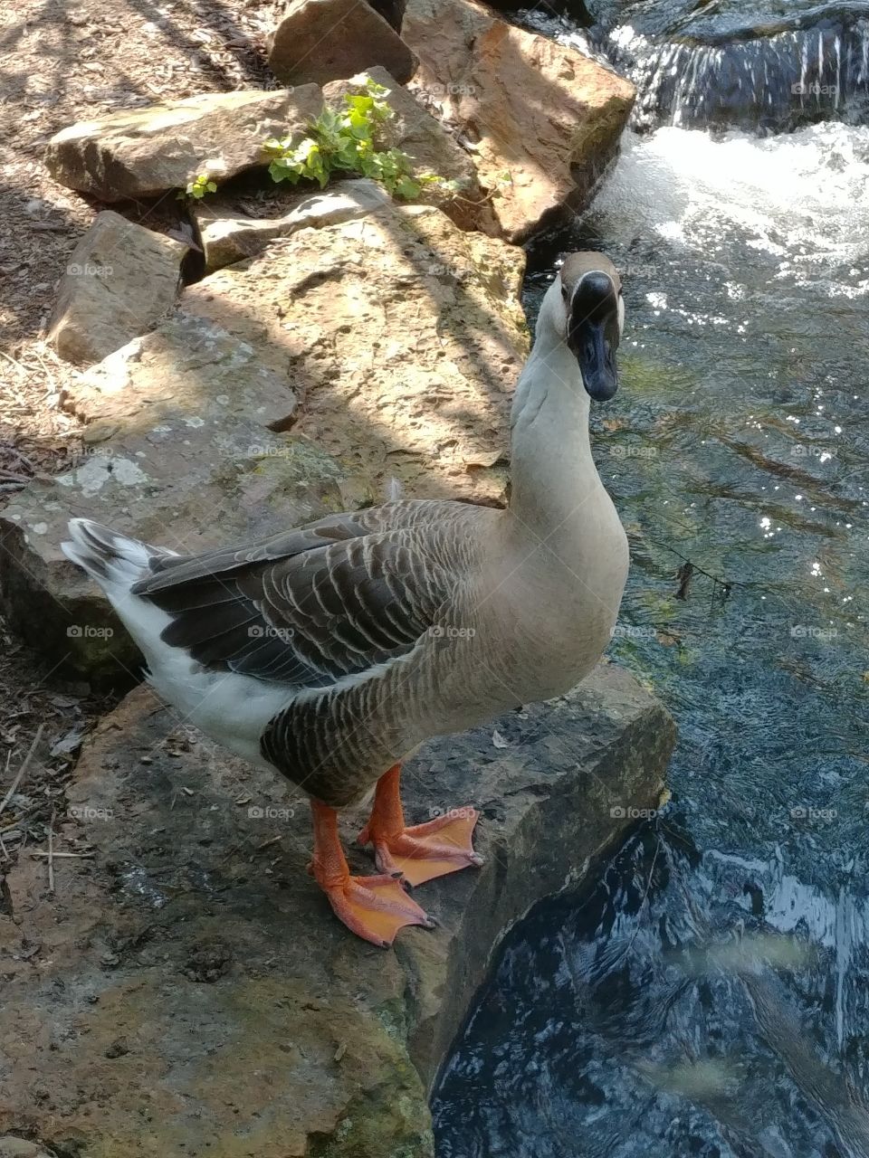 goose