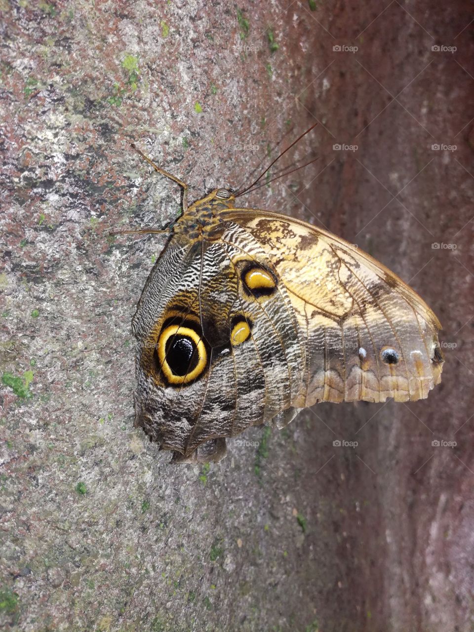 Eye butterfly