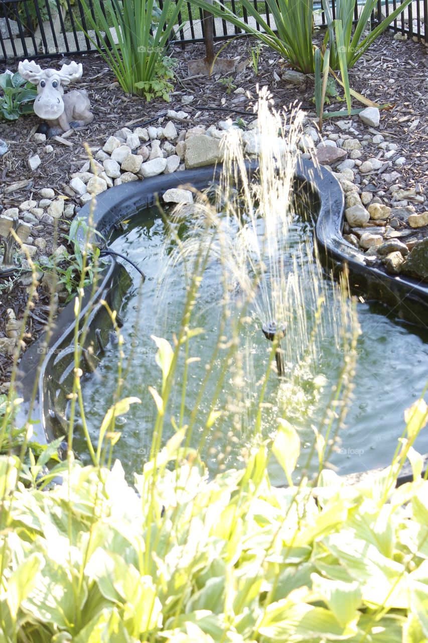Garden pond 