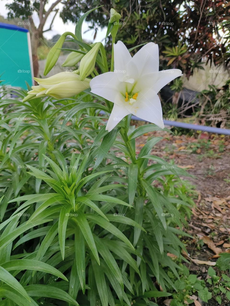Shanli Railway Station, Beinan Township, Taitung County, Lilium formosanum