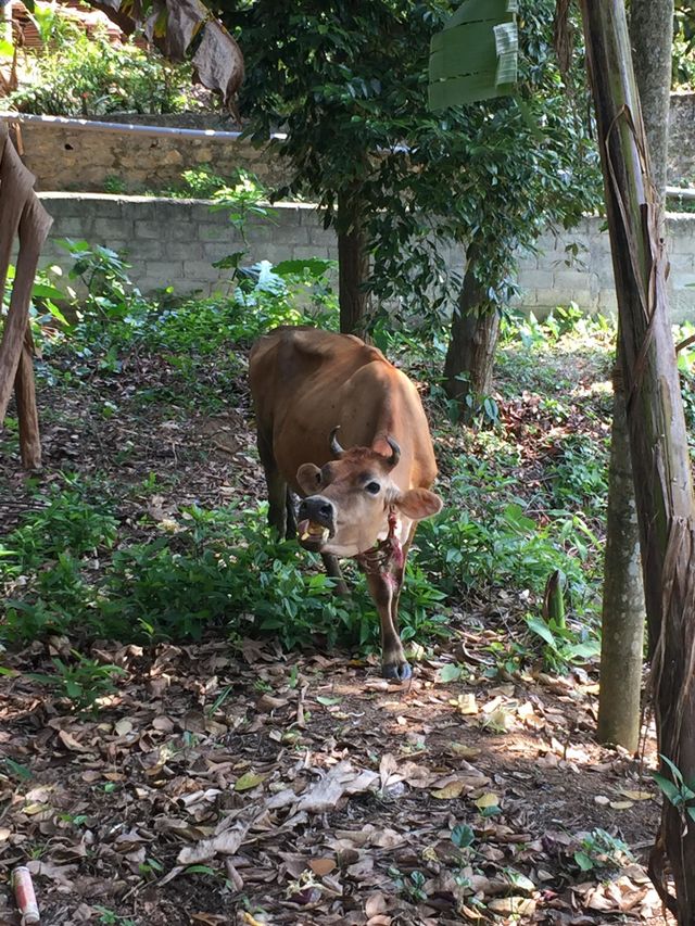 A cow is who visits us for food. Very friendly and beautiful 
