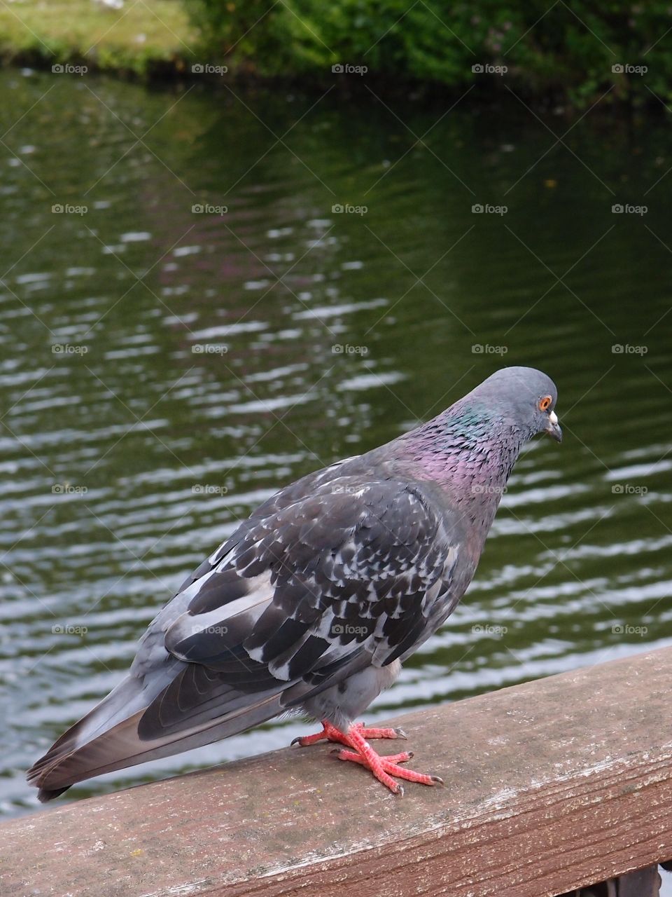 A pigeon stands on a wooden railing on a bridge over a river