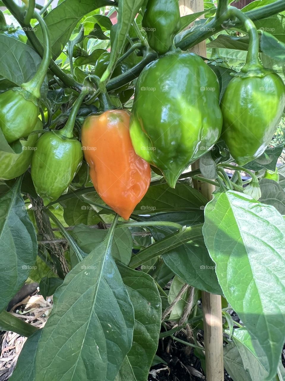 Habanero pepper 