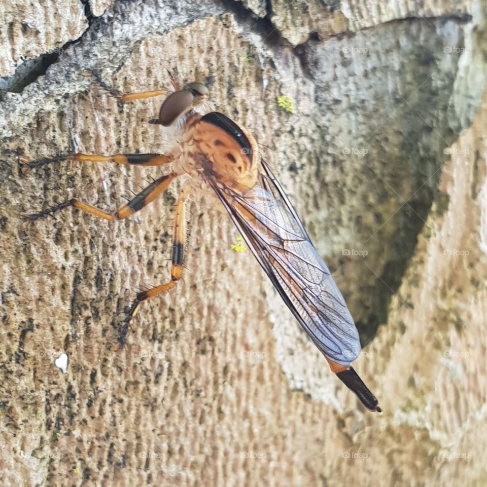 Orange and black barred wasp. exploring tree trunks whilst hiking reveals some I testing creatures