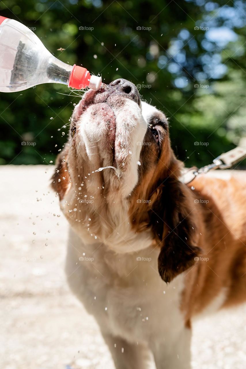 dog drinking from bottle with splashes outdoor