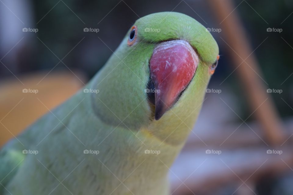Parrot