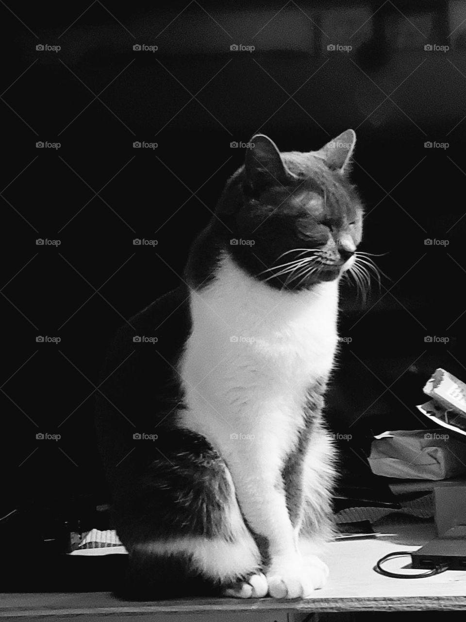 Mollie being Mollie,  sleeping sitting up