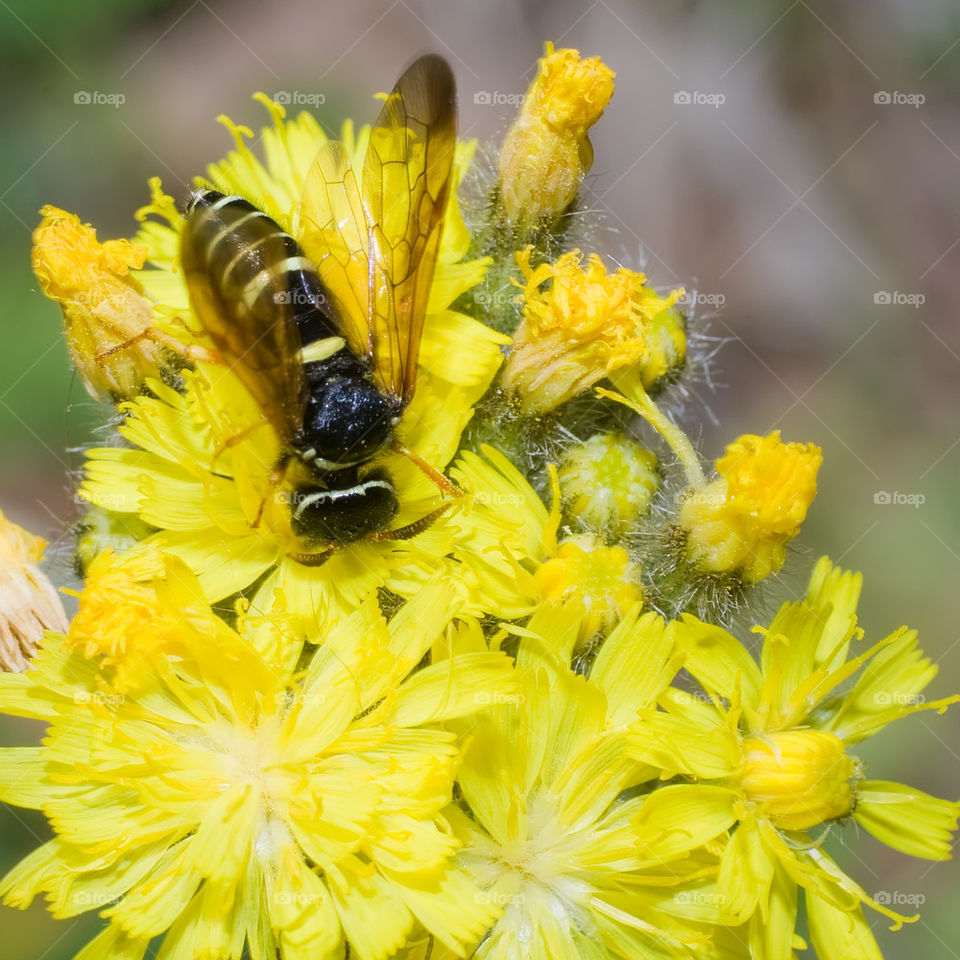 wasp among yellow flowers