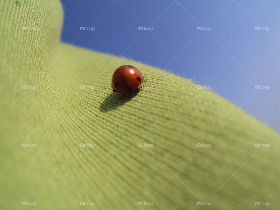 Ladybug