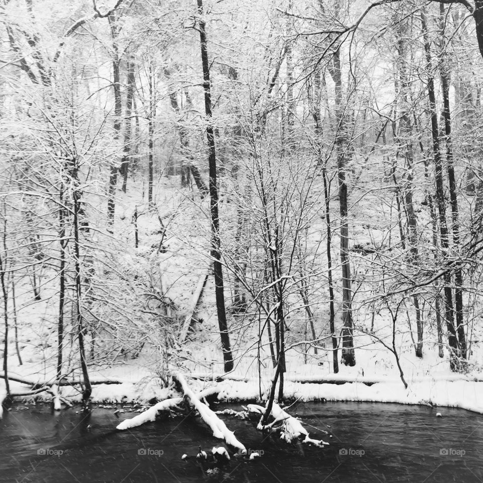 View of forest during winter