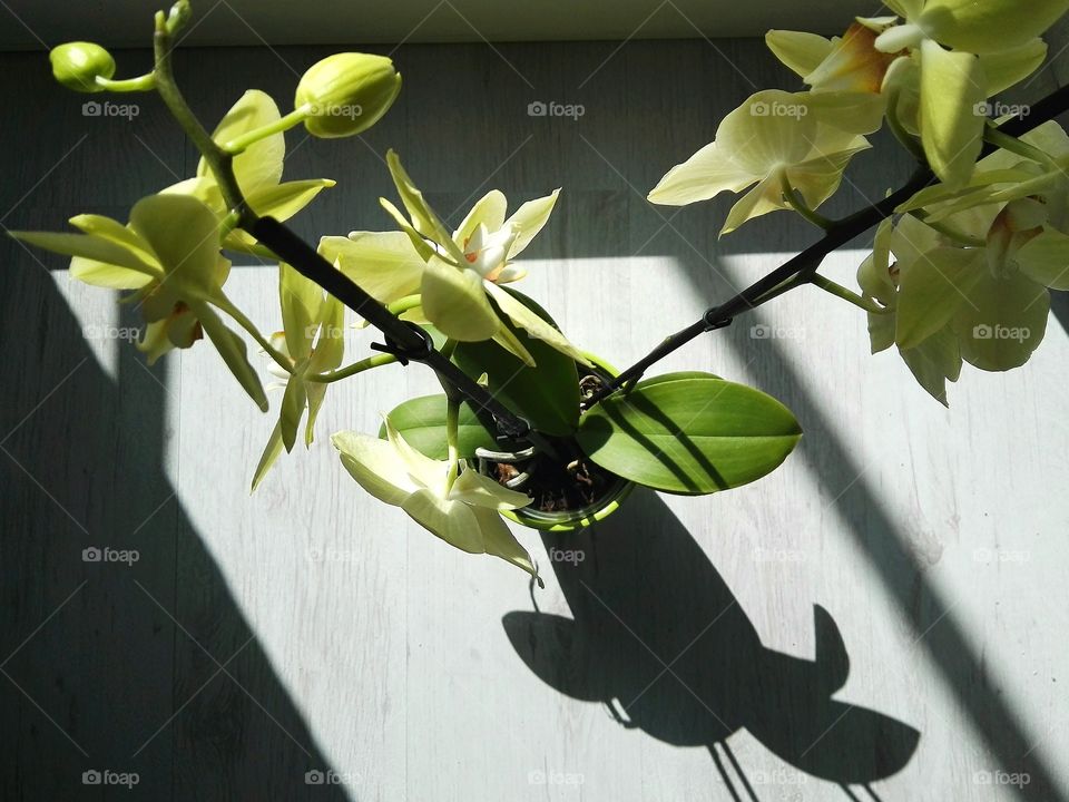 yellow orchid in afternoon sun