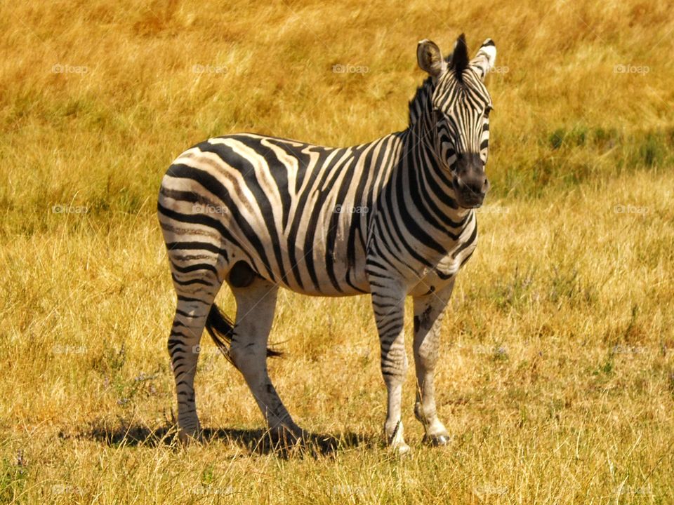 Wild Zebra
