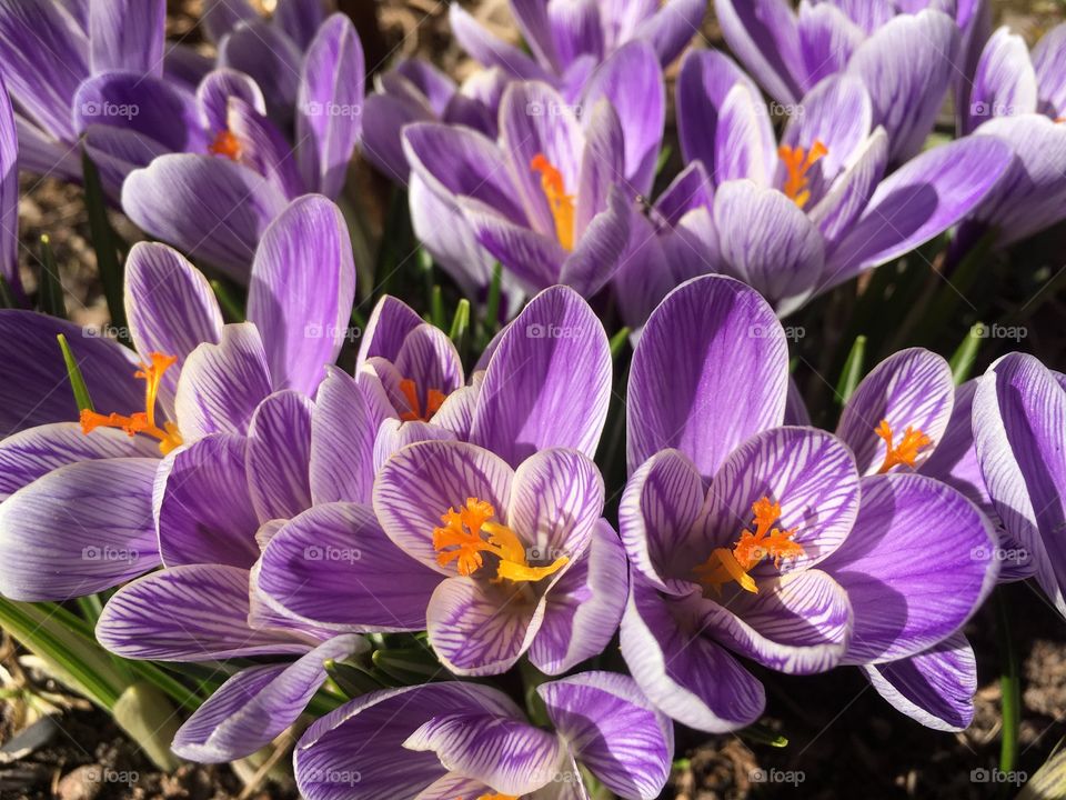 Violet spring flower