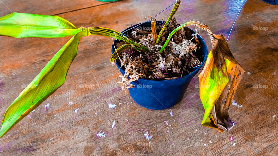 Orquídea secando. "Prazo de validade".