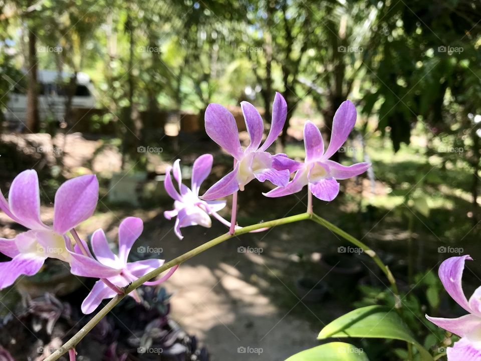 Orchid closeup.