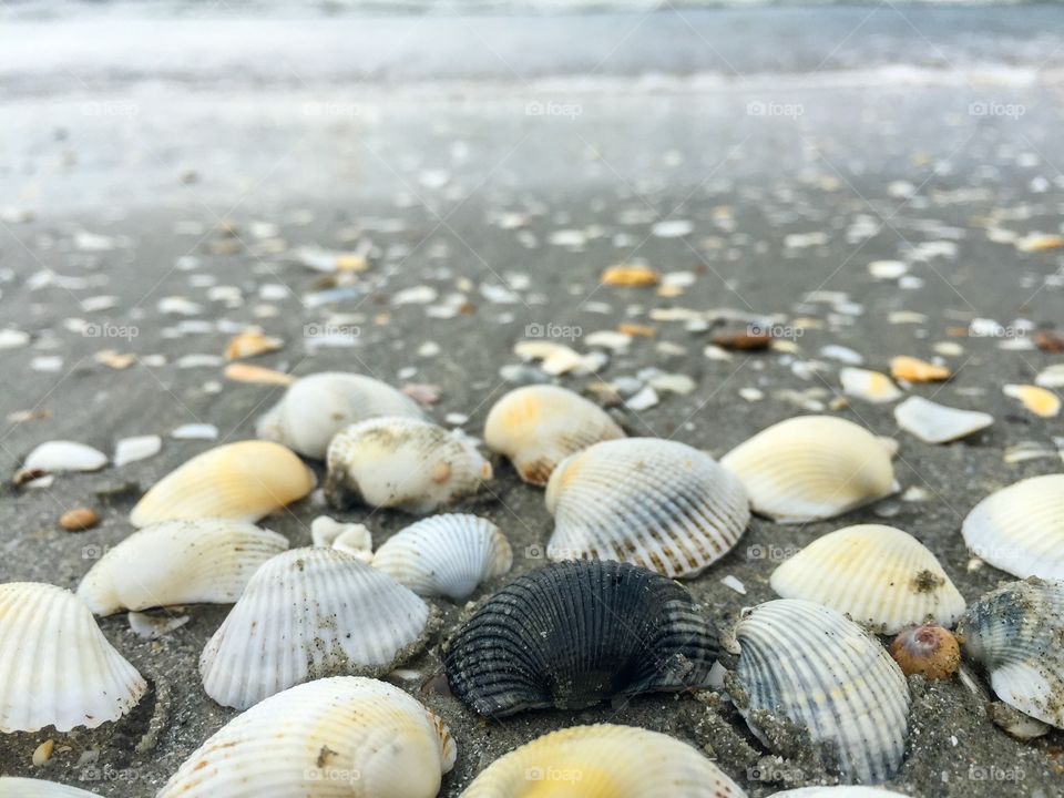 Black seashell among white seashells on the beach