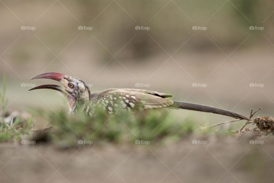 A red billed hornbill 