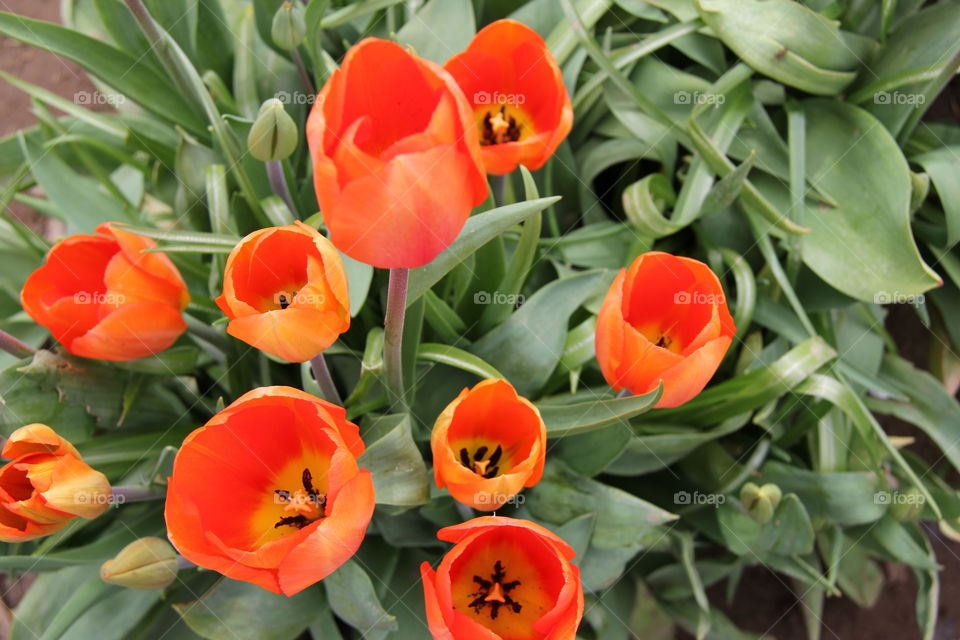Popping orange tulips with contrasting black stamens.