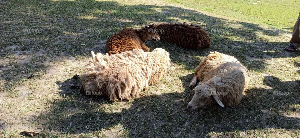 Heavenly rest after having food