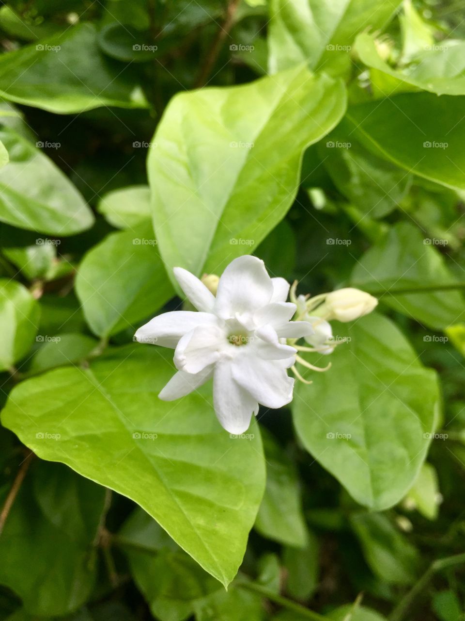 There are always flowers for those who want to see them.