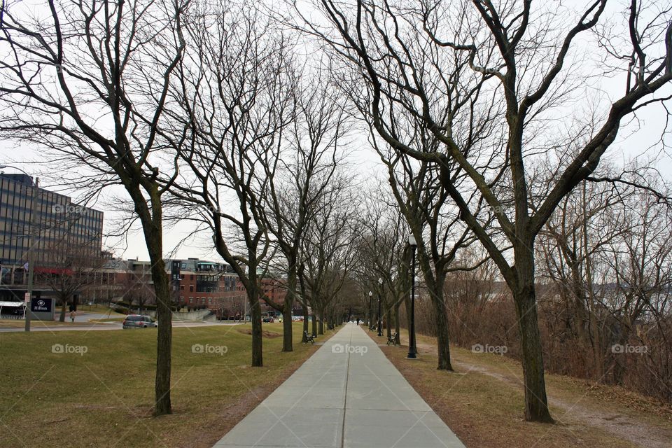 Walkway through trees