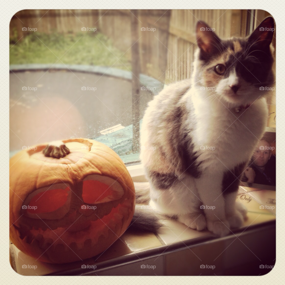 cat fall autumn pumpkin by drea.reilly
