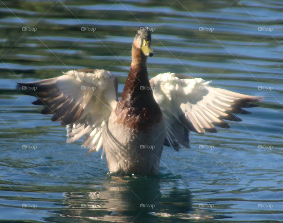 Mallard Duck Flapping Wings