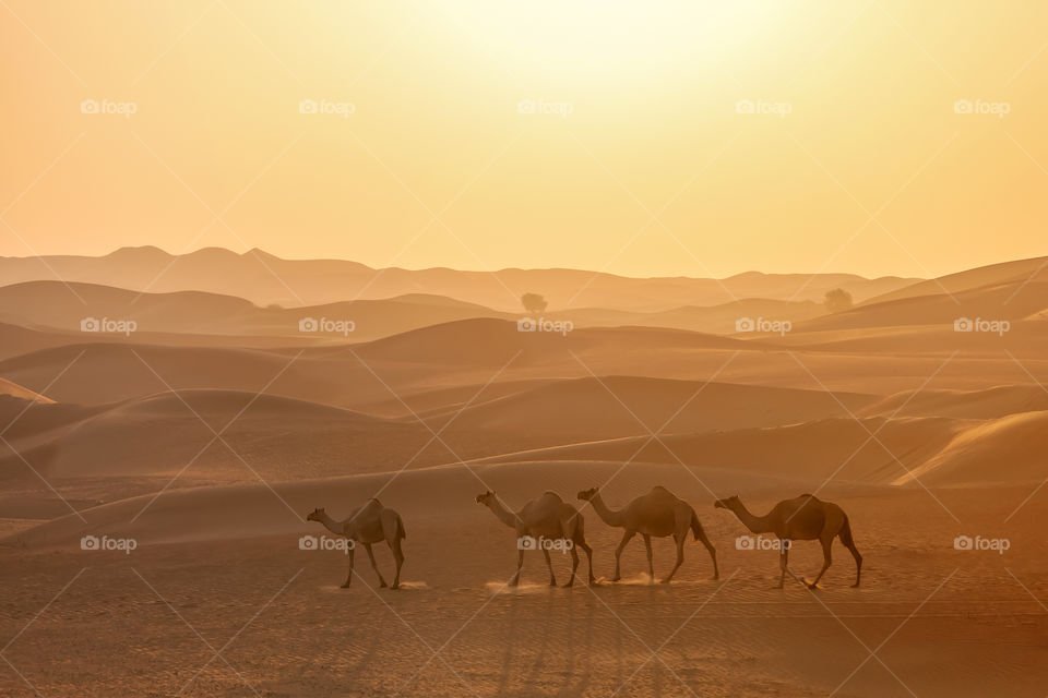 Camels caravan walking in the desert at the sunrise