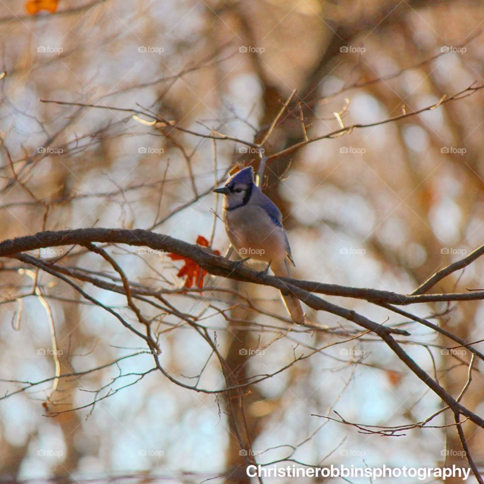 Sunset jay 