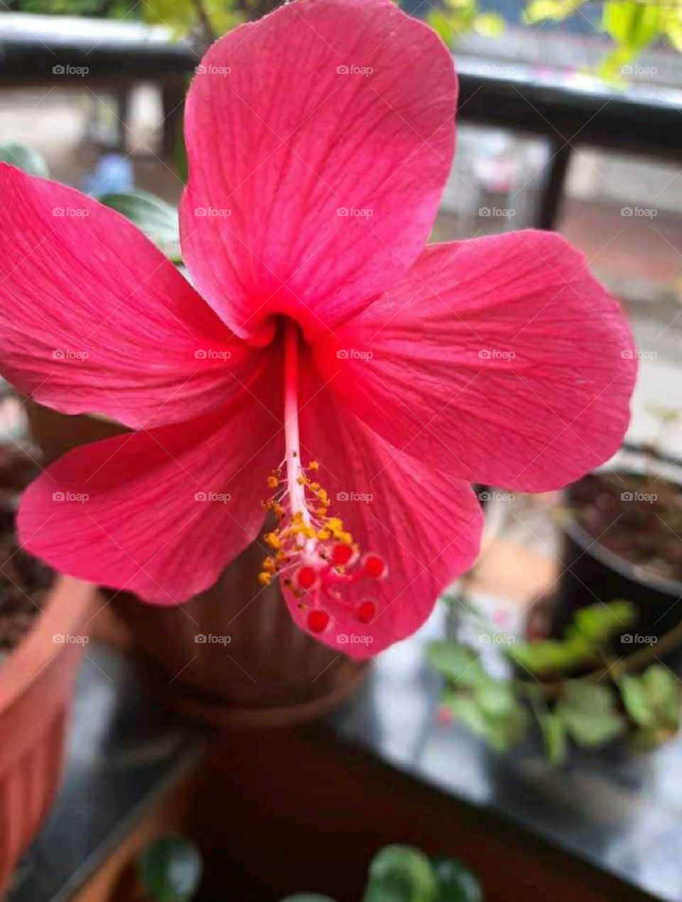 Red flower of gudhal plant. Beautiful red flower in floor balcony.