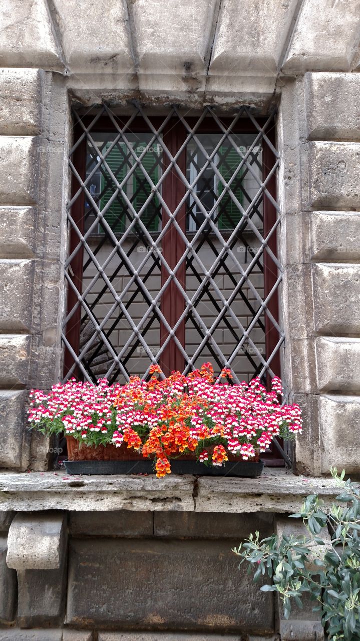 Pretty Flowers in the window
Siena, Italy