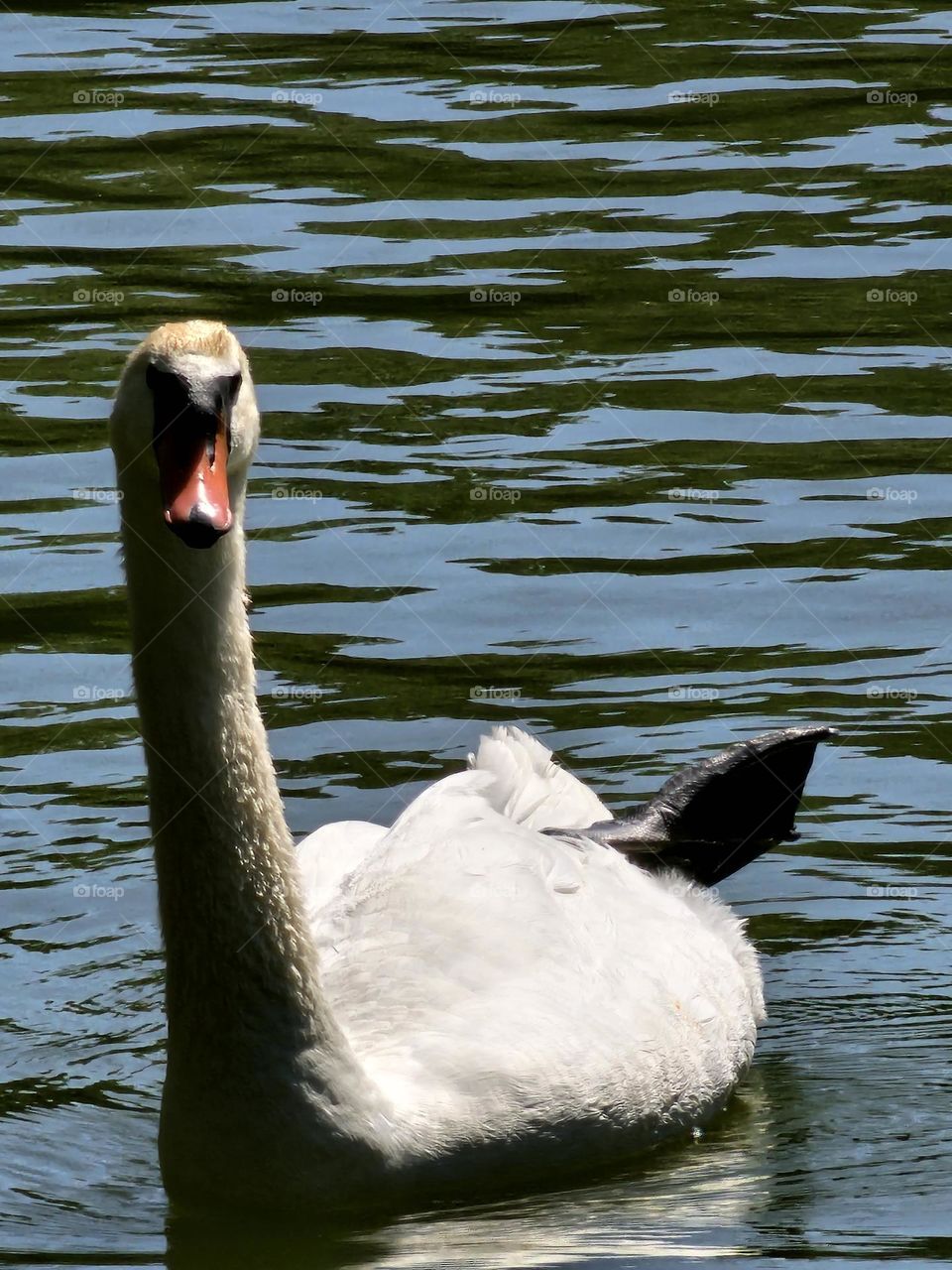 A graceful Swan