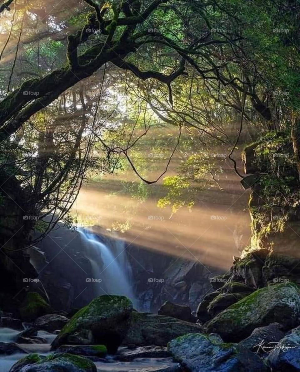 Morning Sun rays through the woods
