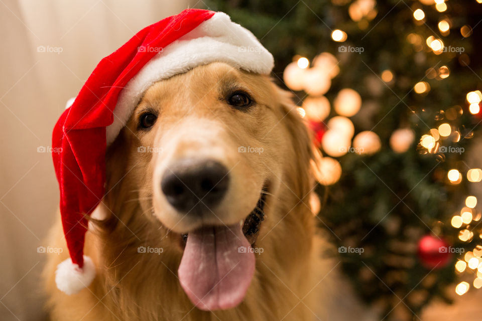 Golden Santa Claus 