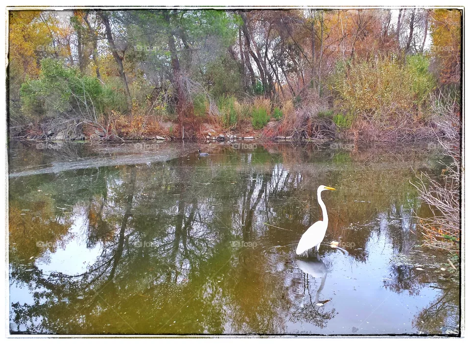 Heron