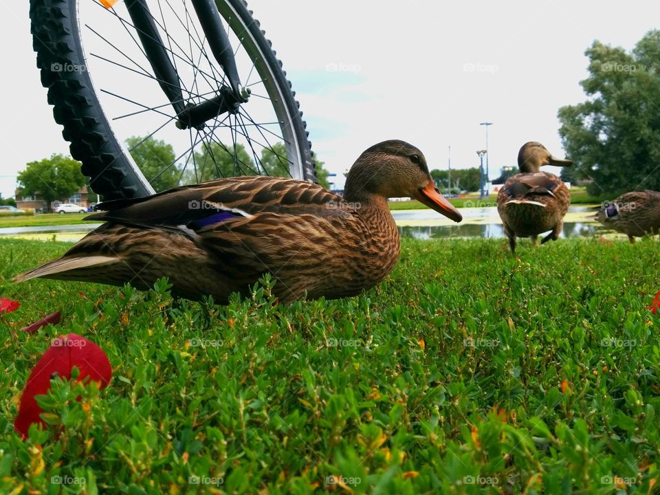 Bike by the ducks. Ducks walking around bike