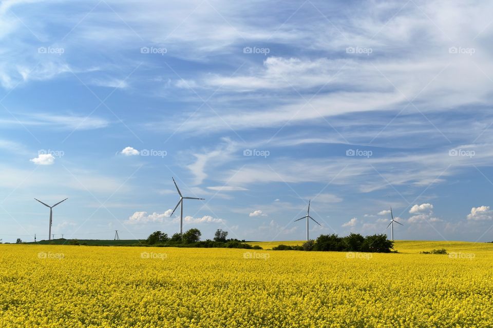 Wind power plant in a field of blooming yellow rape on a background of blue sky and white clouds