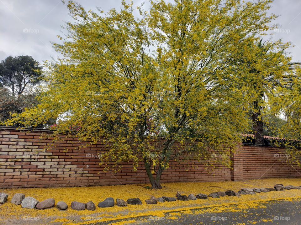 palo verde tree