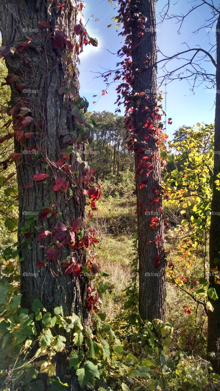 Gorgeous autumn vines on the trees