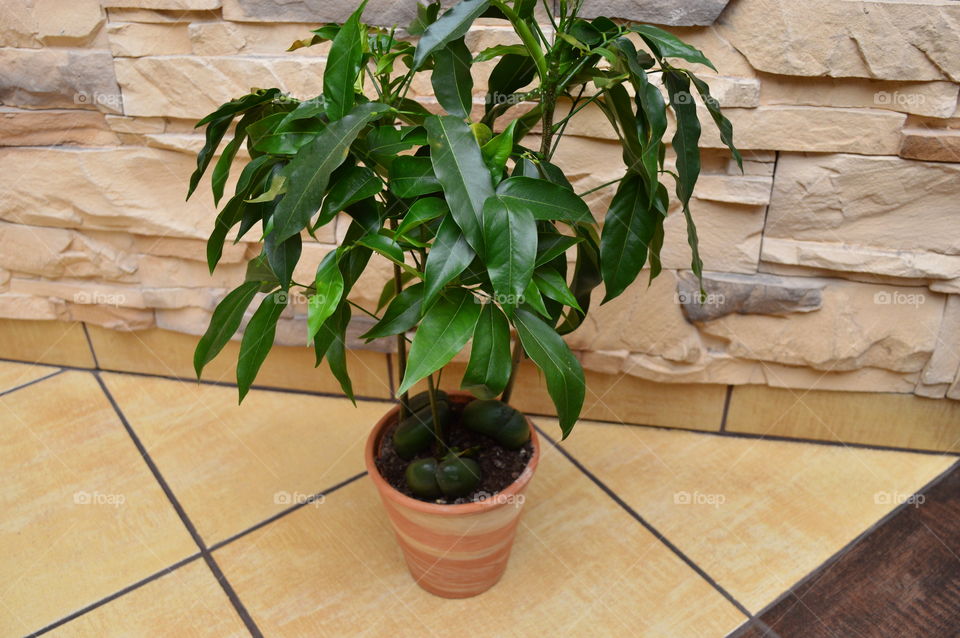 House plants in pots-Castanospermum australe, Moreton Bay Chestnut,Blackbean, Lucky Bean,