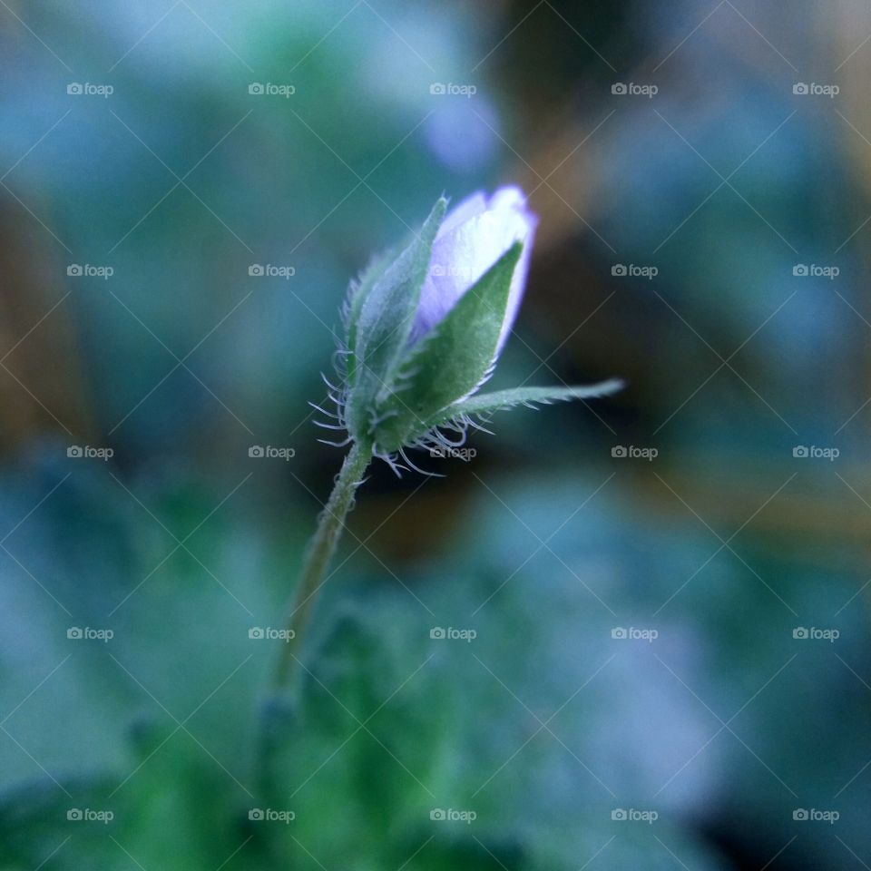 tiny blue weed flower