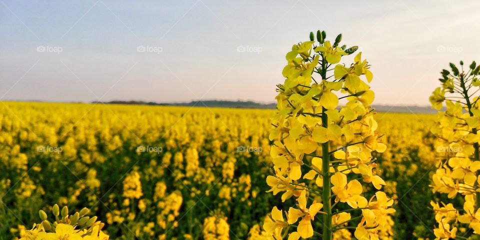 Rapeseed flower during sunset