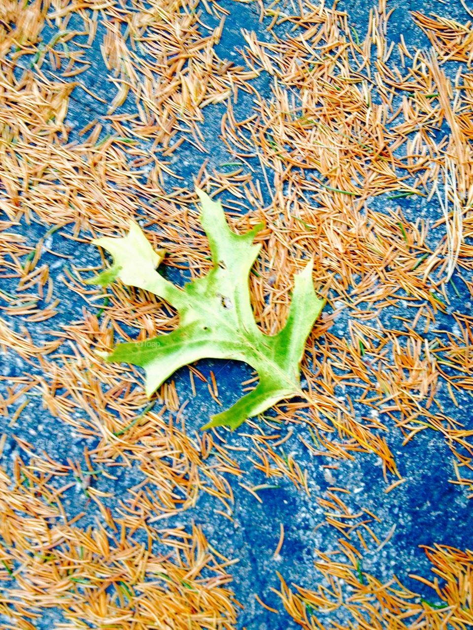 OAK LEAF ON PINE NEEDLES