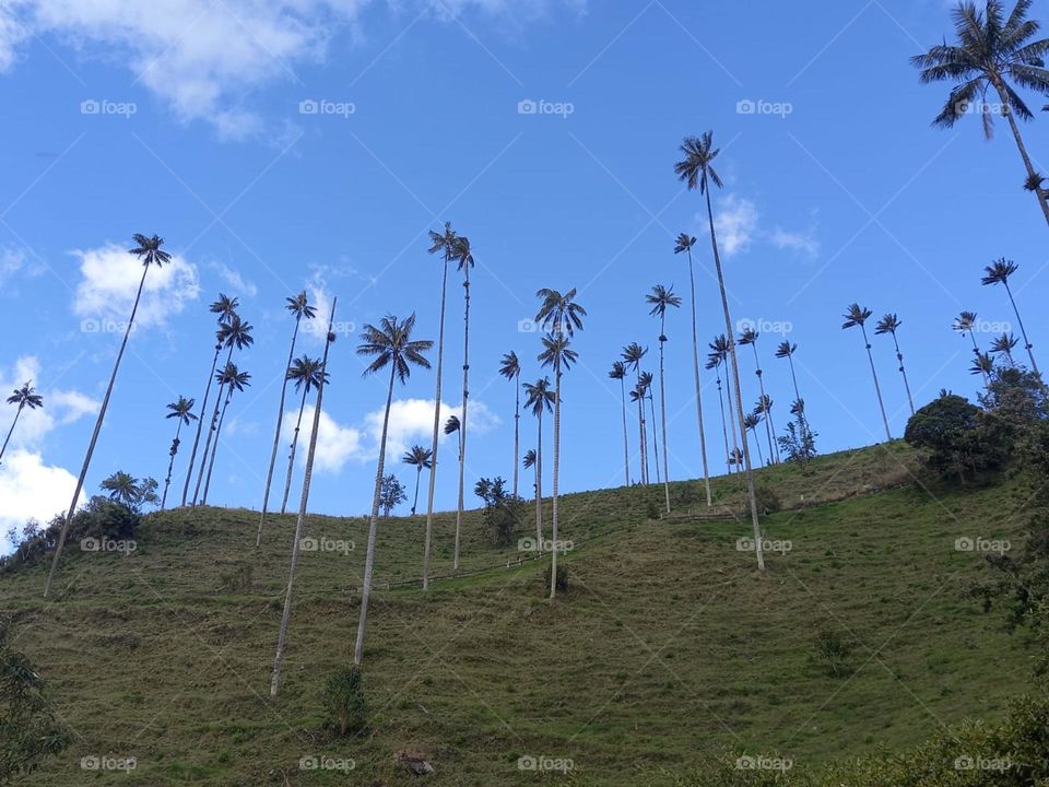 many palms on a mountain