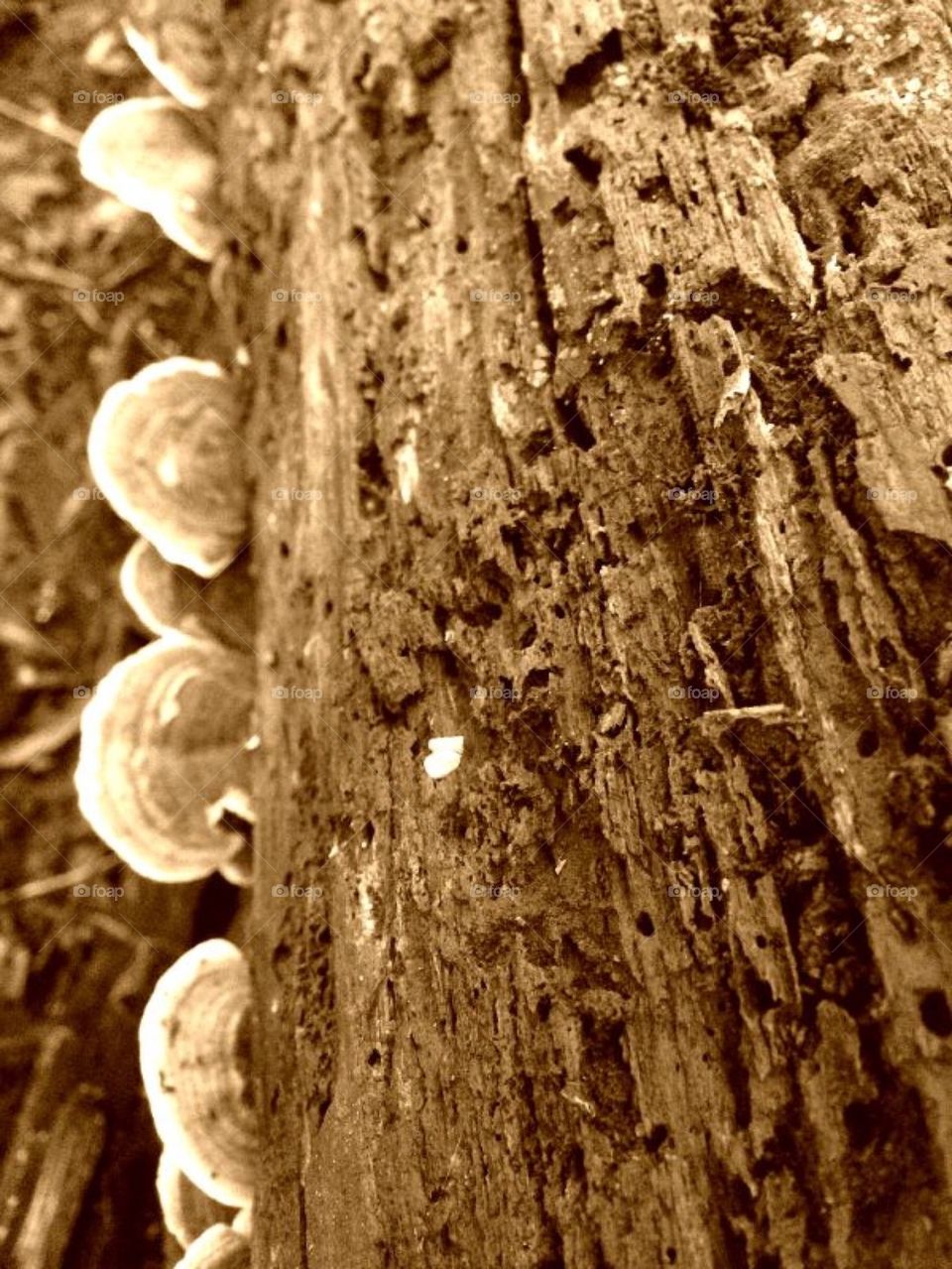 Old, Rotten, Destroyed, Tree, Mushrooms, Fallen