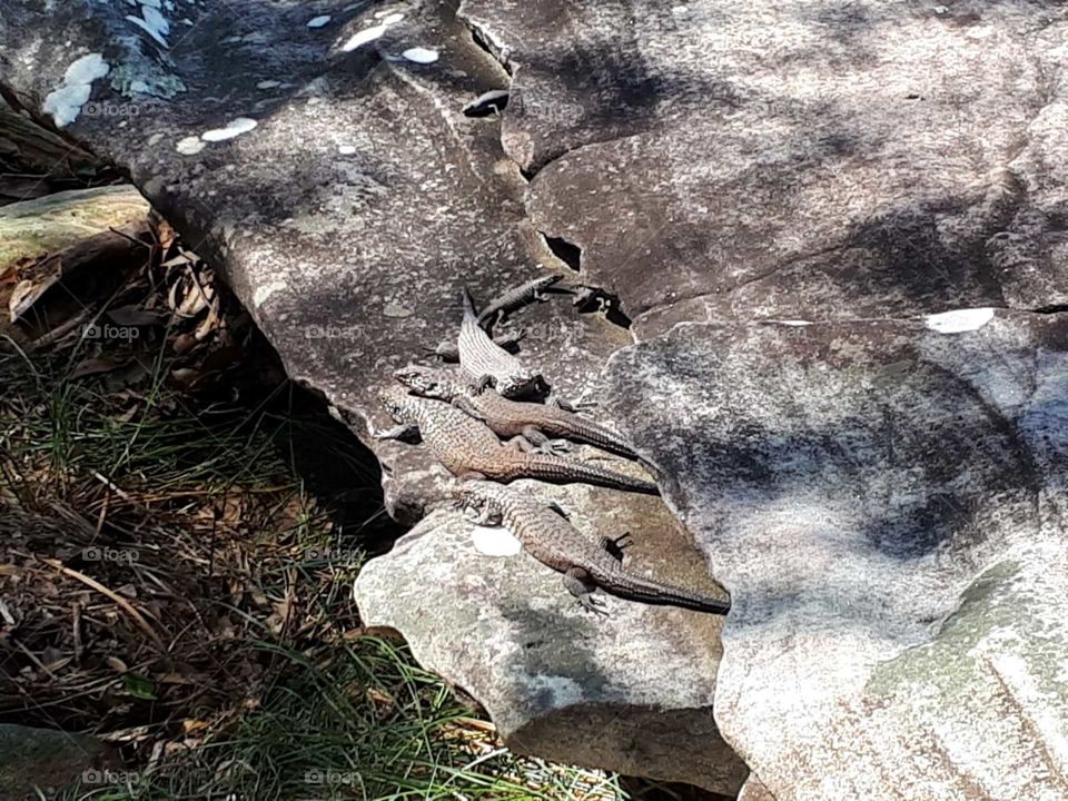 Lizards on the rocks of Curl Curl beach Australia 